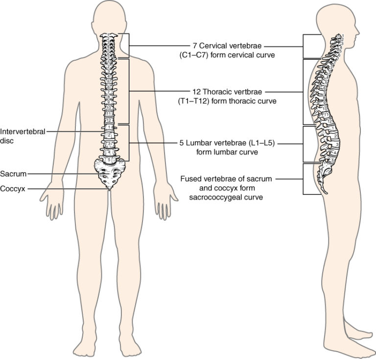 Achieving Proper Body Alignment for a Healthy Spine and Strong Bones